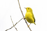 yellow warbler 082618_MG_2736