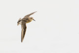 bairds sandpiper 090218_MG_3184