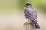 merlin 100718_MG_6003