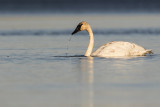 trumpeter swan 102118_MG_7197