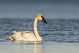 trumpeter swan 102118_MG_7276