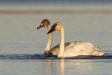 trumpeter swans 102118_MG_7650