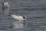Bonapartes Gull, Cardwell Bay, Clyde