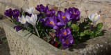 Crocus planter, Brookhouse