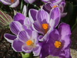 Crocus planter, Brookhouse