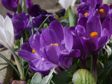 Crocus planter, Brookhouse