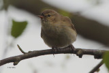 Chiffchaff, Potteric Carr, Yorkshire