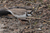 Little Ringed Plover, Loch Lomond & Trossachs NP