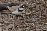 Little Ringed Plover, Loch Lomond & Trossachs NP