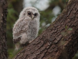 Tawny Owl, RSPB Loch Lomond, Clyde