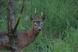 Roe Deer (in the dark), RSPB Loch Lomond