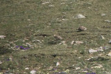 Himalayan Snowcock, Tien Shan Mountains, Kazakhstan