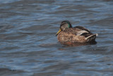 Mallard, RSPB Barons Haugh, Clyde