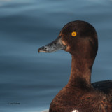 Tufted Duck, Hogganfield Loch-Glasgow, Clyde