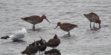 Black-tailed Godwit, RSPB Barons Haugh, Clyde