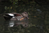 Gadwall (drake), Hogganfield Loch, Glasgow