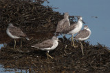 Greenshank, Kelburn-Port Glasgow, Clyde