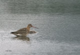 Black-tailed Godwit, Carbarns Pond, Clyde