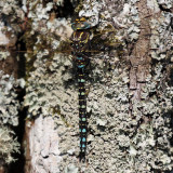 Common Hawker, WWT Caerlaverock, Dumfries