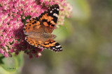 Painted Lady, WWT Caerlaverock, Dumfries