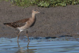 Ruff, WWT Caerlaverock, Dumfries