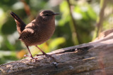 Wren, Sumburgh Quarry, Mainland, Shetland