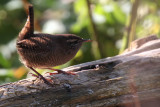 Wren, Sumburgh Quarry, Mainland, Shetland