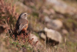 Common Redstart, Sumburgh Quarry, Mainland, Shetland