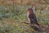 Twite, Sumburgh Quarry, Mainland, Shetland