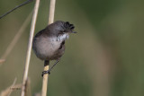 Lesser Whitethroat, Grutness, Mainland, Shetland