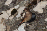 Common Redstart, Sumburgh Quarry, Mainland, Shetland