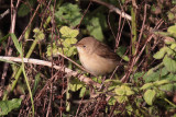 Reed Warbler, Sumburgh Quarry, Mainland, Shetland