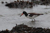 Oystercatcher (Siberian?), Sandwick, Mainland, Shetland