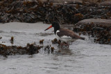 Oystercatcher (Siberian?), Sandwick, Mainland, Shetland