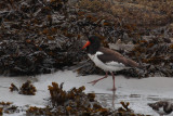 Oystercatcher (Siberian?), Sandwick, Mainland, Shetland