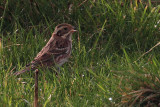 Rustic Bunting, Melby, Mainland, Shetland