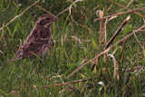 Rustic Bunting, Melby, Mainland, Shetland