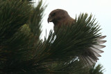 Parrot Crossbill, Setters Hill-Baltasound, Unst, Shetland