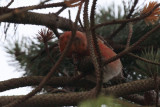 Parrot Crossbill, Setters Hill-Baltasound, Unst, Shetland
