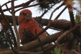 Parrot Crossbill, Setters Hill-Baltasound, Unst, Shetland