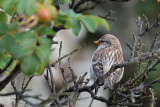 Mealy Redpoll, Clingera-Baltasound, Unst, Shetland