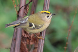 Goldcrest, Halligarth-Baltasound, Unst, Shetland