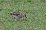 Ruff, Uyeasound, Unst, Shetland