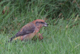 Parrot Crossbill, Lerwick, Mainland, Shetland