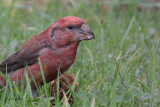 Parrot Crossbill, Lerwick, Mainland, Shetland