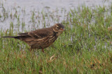 Buff-bellied Pipit, Grutness, Mainland, Shetland