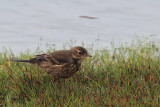 Buff-bellied Pipit, Grutness, Mainland, Shetland