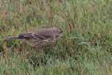 Buff-bellied Pipit, Grutness, Mainland, Shetland