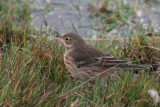 Buff-bellied Pipit, Grutness, Mainland, Shetland