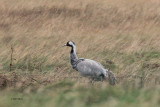 Common Crane, Loch of Brow, Mainland, Shetland